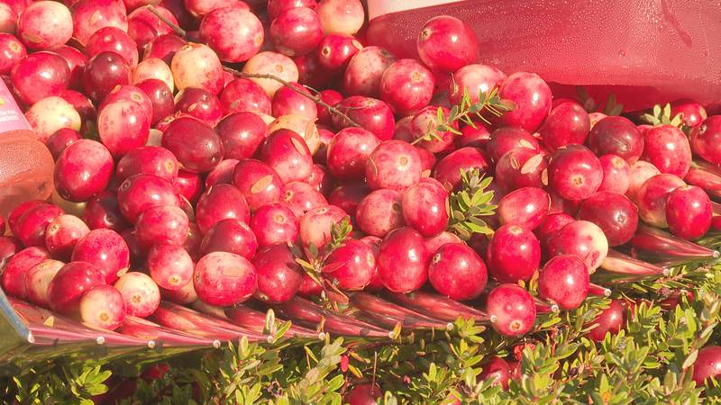 Wisconsin cranberry growers are ready for harvest.