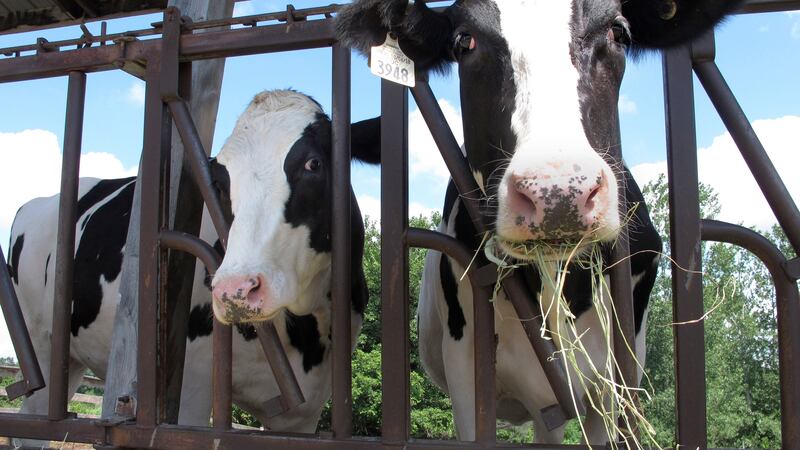 FILE - Cows on pasture at the University of Vermont dairy farm eat hay in a Thursday, July 23,...