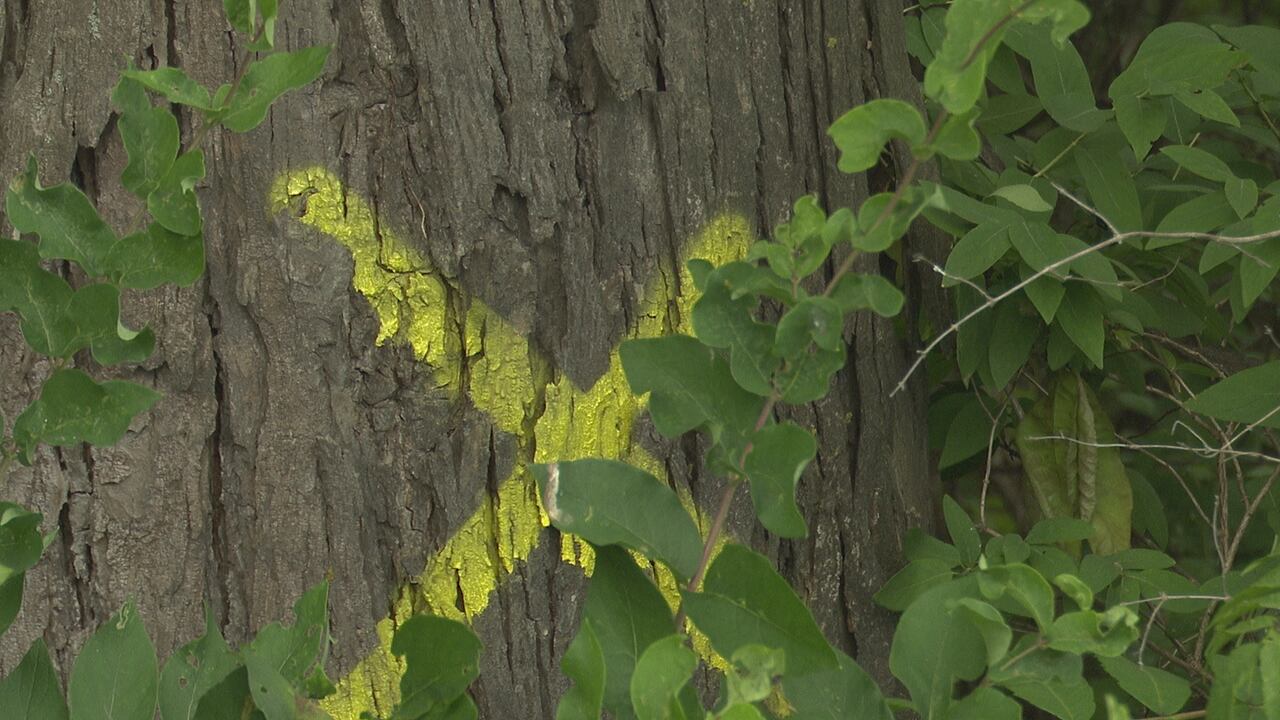 Local man fighting to save historic trees from being cut down - Vimarsana News