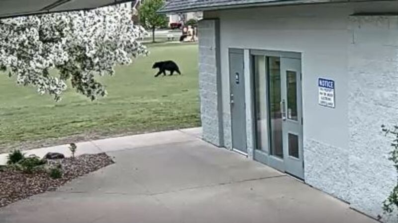 Eau Claire Police release video of black bear found in Eau Claire on Tuesday, May 21....