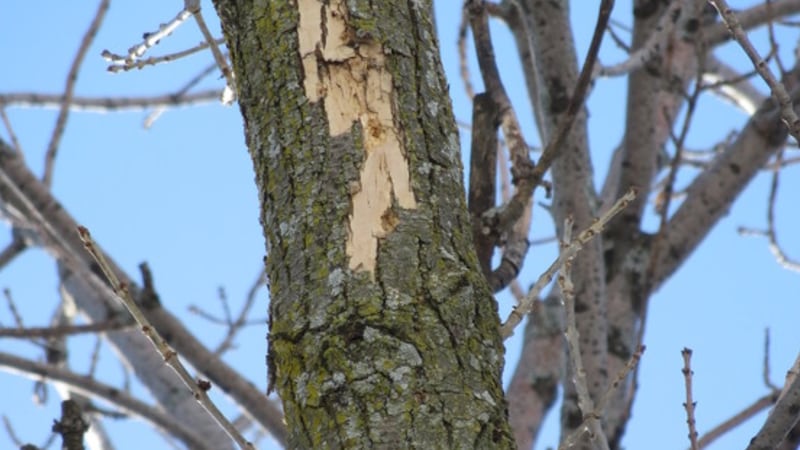 Protect Your Valuable Ash Trees Against Emerald Ash Borer