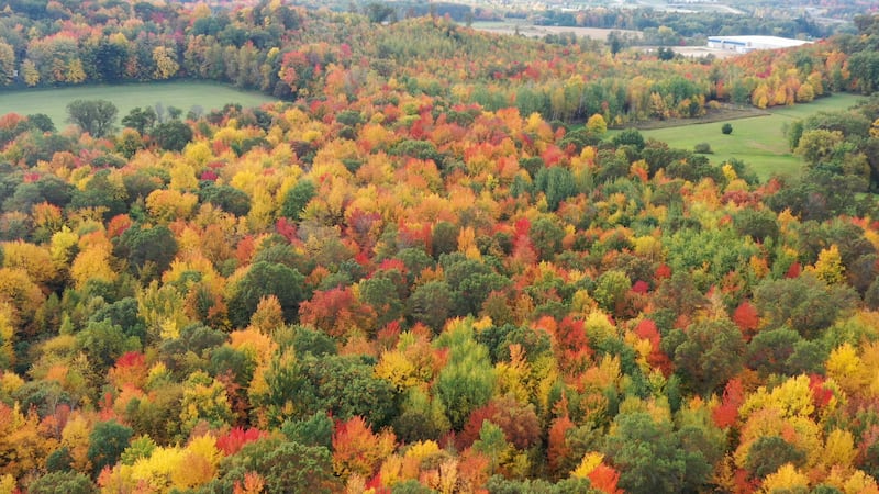 Leaves are changing.