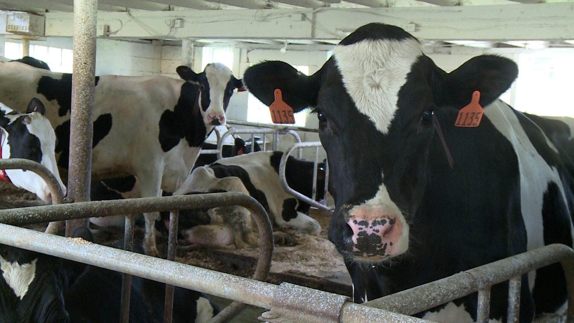 Small dairy farms face struggles across the Coulee Region - Vimarsana News