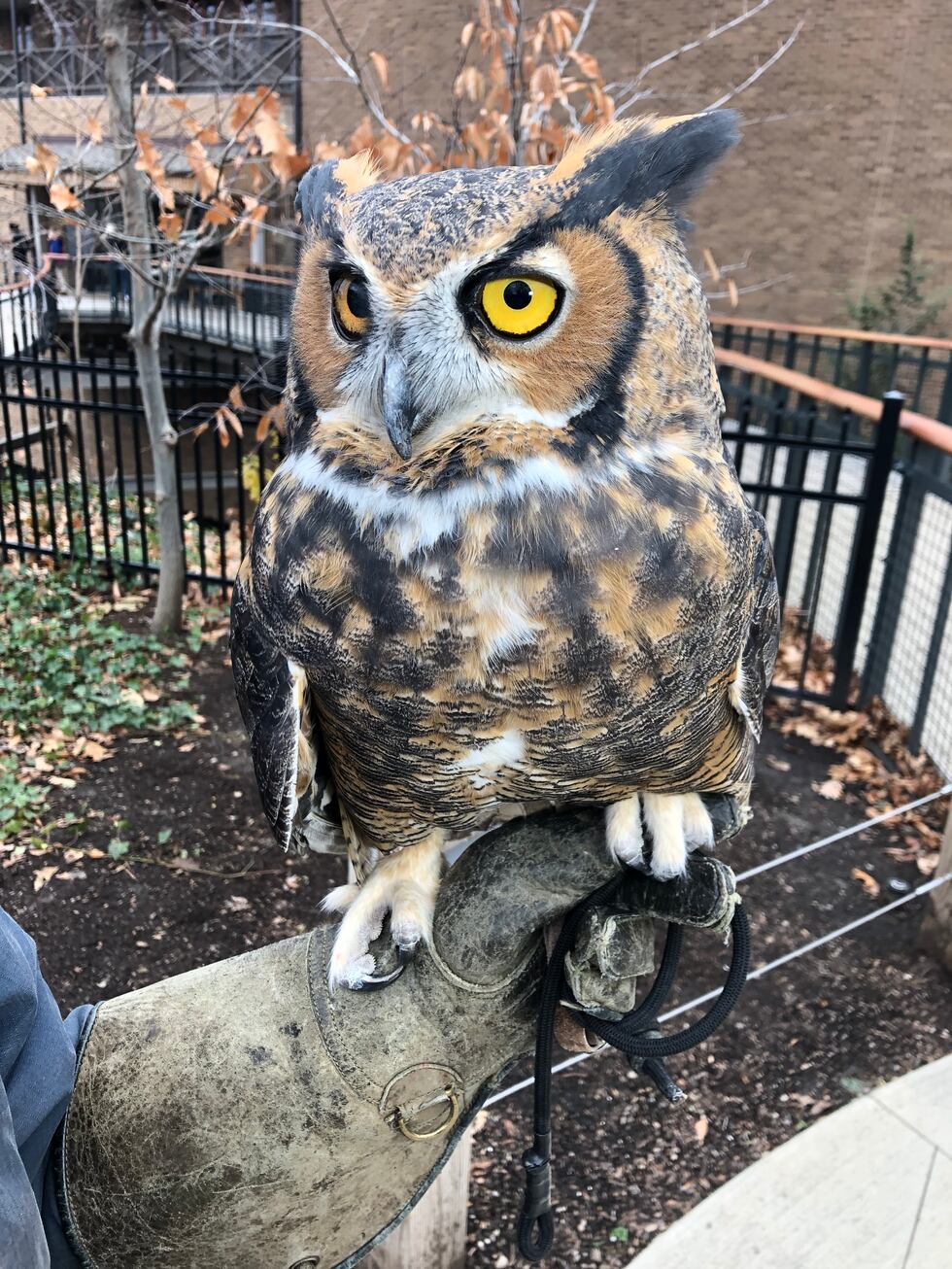 Generic photo of Great Horned Owl