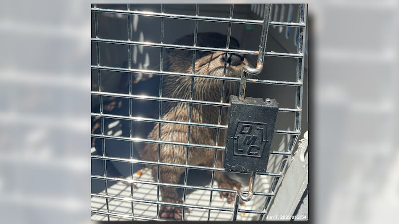 The otters that went missing from Ochsner Park Zoo, in Baraboo, have been located.