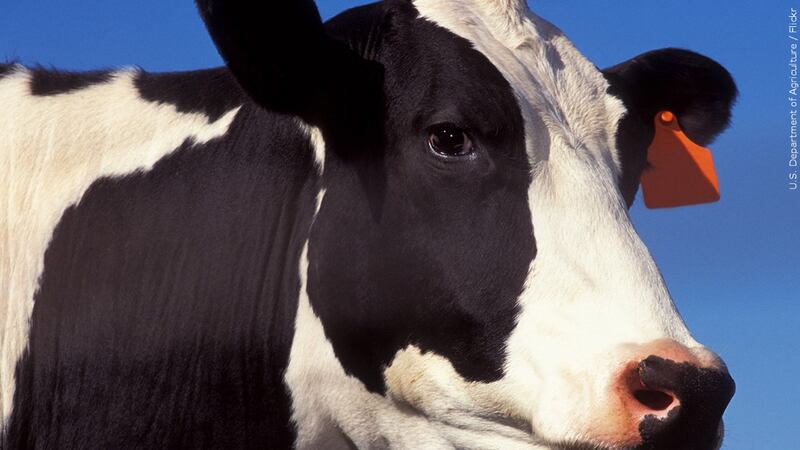FILE - A cow died after being hit by two vehicles on U.S. Highway 18 in Wisconsin.
