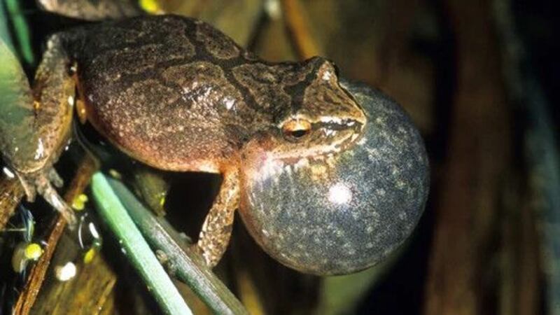 Volunteers are needed to assist the DNR in frog calling surveys