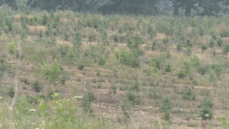 Christmas tree farm at Enchanted Valley Acres in Cross Plains