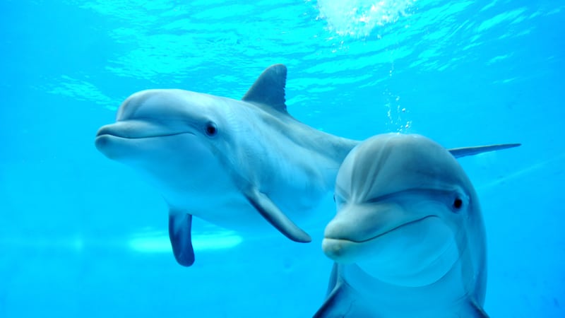 Minnesota Zoo temporarily housing seven dolphins