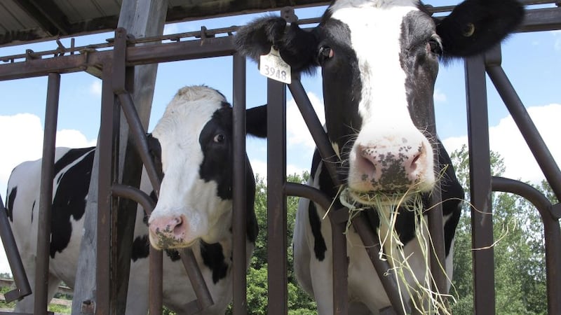 FILE - Cows on pasture at the University of Vermont dairy farm eat hay in a Thursday, July 23,...