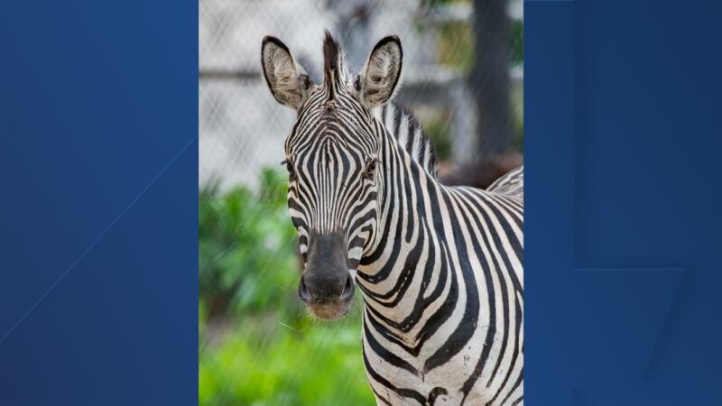 Stuart the Zebra