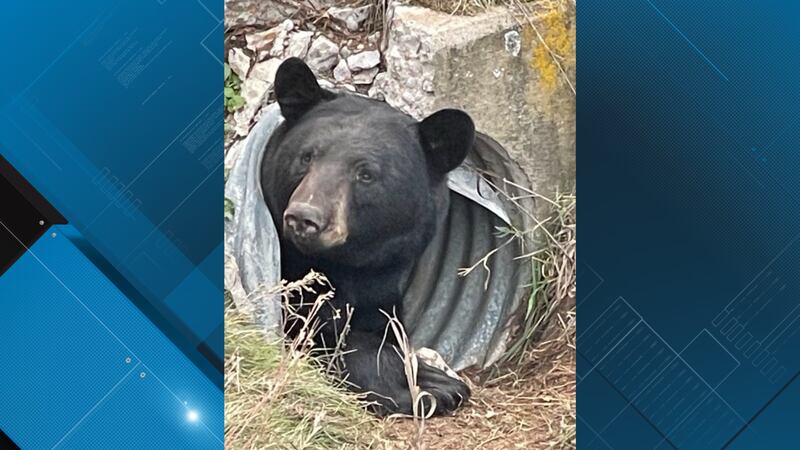 BEAR SIGHTING EAU CLAIRE COUNTY