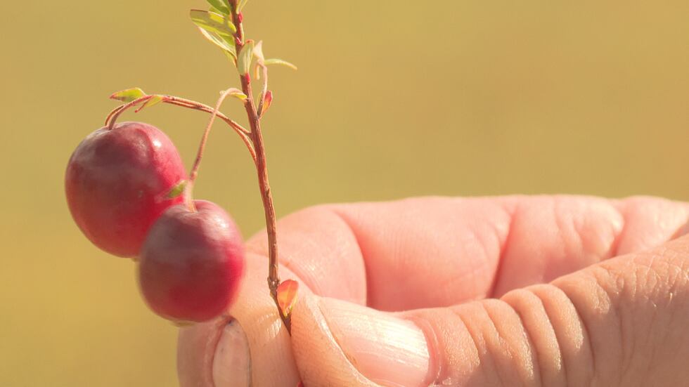 Cranberries are turning a rich red indicating they're ready for harvest.